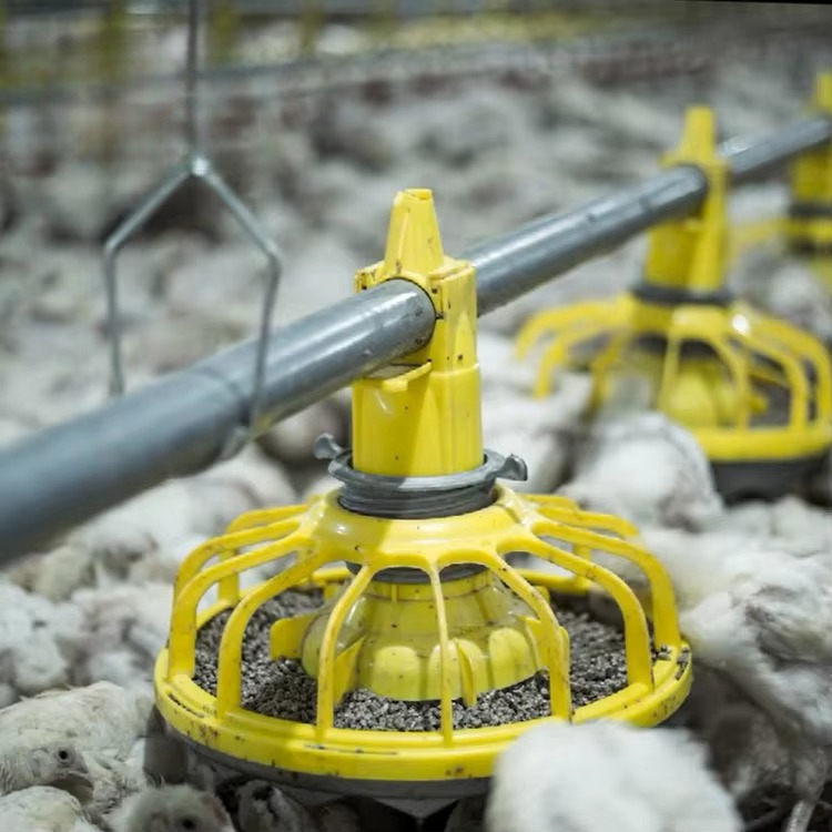 Farming Agriculture Equipment - Продается сельскохозяйственное оборудование для курицы и